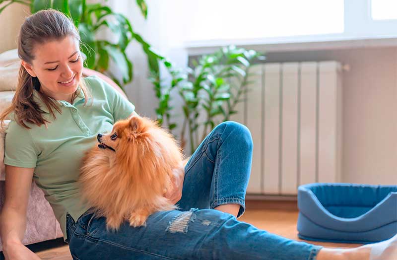 Pet Rehabilitation in St. Catharines, ON